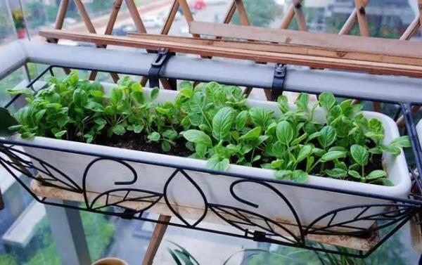 阳台装修成这样，住城里也有菜园子！