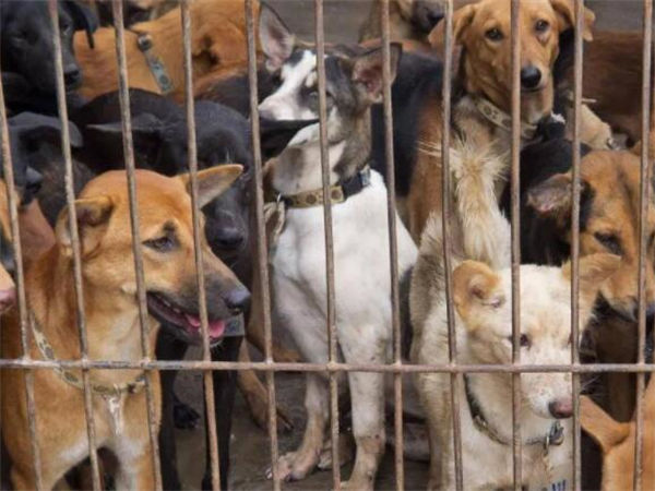 什么是犬决?朝鲜犬刑是真的吗？