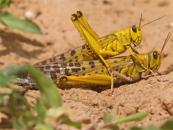什么是沙漠蝗虫?沙漠蝗虫能吃吗?
