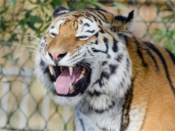 已经灭绝的四种老虎是哪四种?