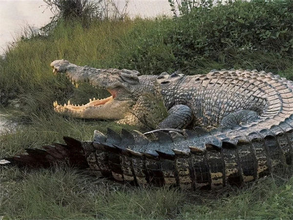 世界上最大的鳄鱼是哪种?世界上最大的鳄鱼有多大?