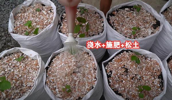 用废弃化肥袋子种秋葵，不花钱也能吃得健康！