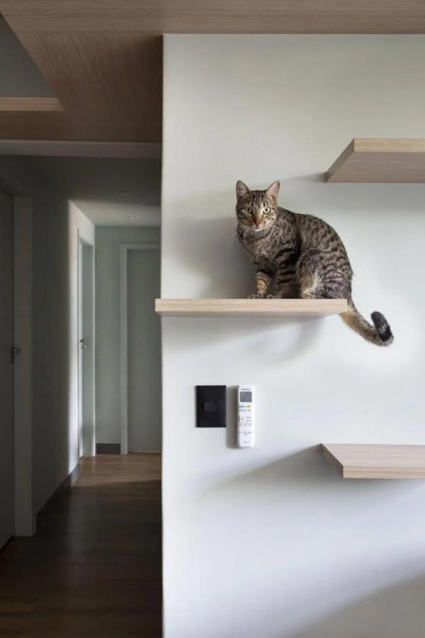 成都装修设计公司：他家沙发背景墙厉害了，悬挂木板做猫爬架！
