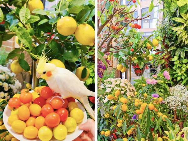 深圳家庭装修：阳台种满了蔬菜瓜果！