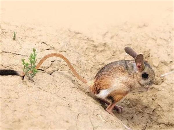 什么老鼠跑的最快?