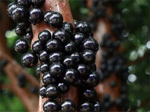 什么是巴西葡萄树?巴西葡萄树的繁殖方法！