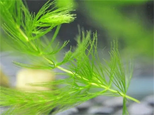 什么是金鱼藻？金鱼藻种植方法！