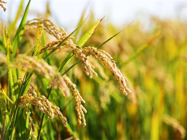 杂交水稻亩产有多少?杂交水稻和普通水稻的区别！