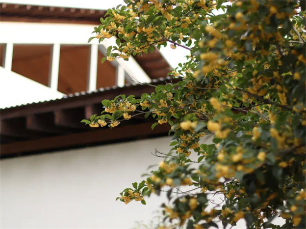 两个角度分析：桂花树为什么不能栽在家里？