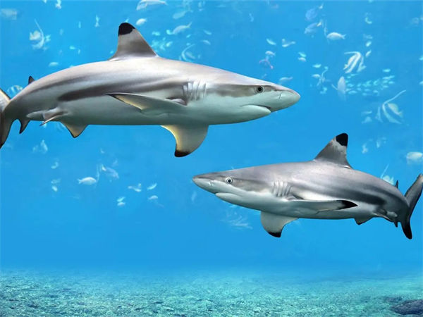 鲨鱼最怕的三种人是哪三种?
