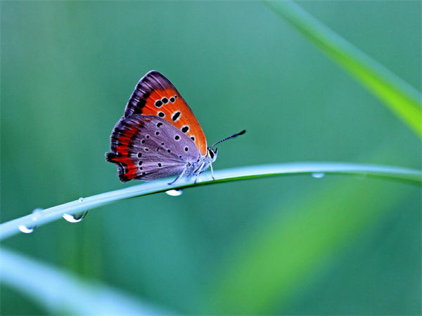 蝴蝶是益虫还是害虫?蝴蝶的种类有多少?