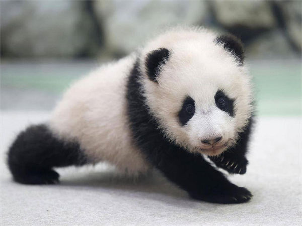 大熊猫栖息在哪里?中国有多少大熊猫?