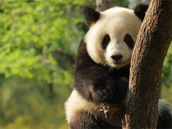 大熊猫冬眠吗?大熊猫的生活习性如何?