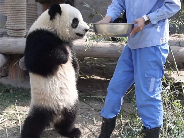 大熊猫冬眠吗?大熊猫的生活习性如何?