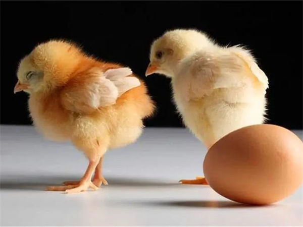 鸡蛋孵小鸡怎么做?鸡蛋孵小鸡的步骤是什么?