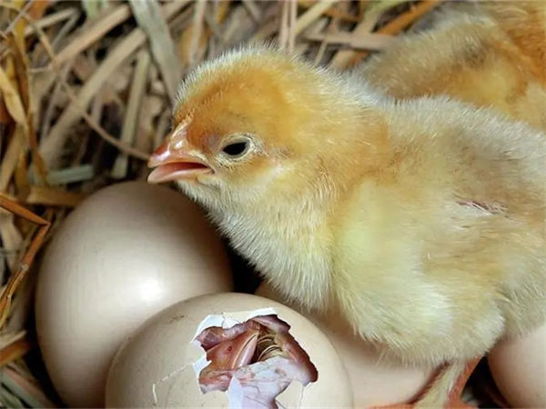 鸡蛋孵小鸡怎么做?鸡蛋孵小鸡的步骤是什么?