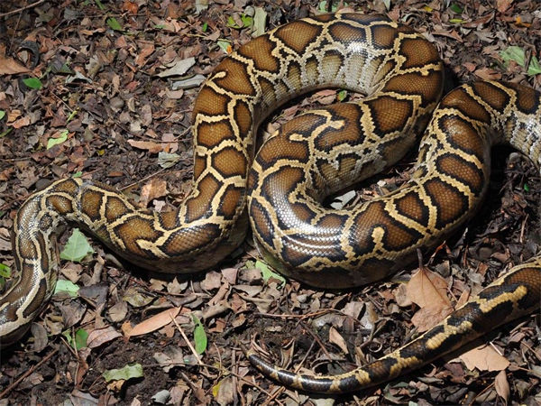 蟒蛇有毒吗?最大的蟒蛇有多大?
