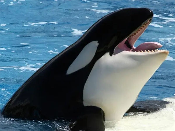 虎鲸有天敌吗?虎鲸为什么怕座头鲸?