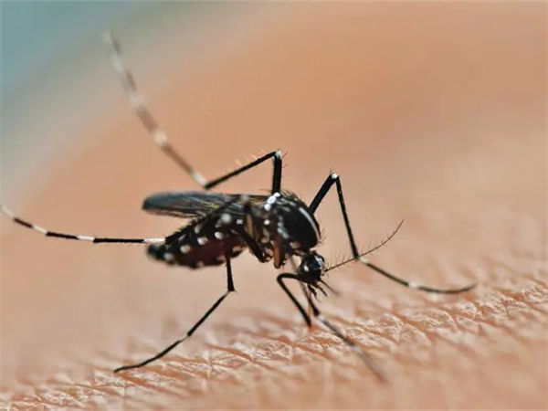 世界上最大的蚊子是哪种?蚊子最怕的3个克星是什么?