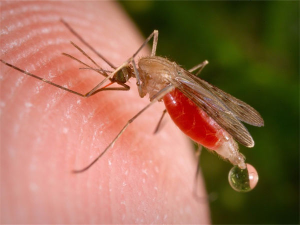 蚊子灭绝了世界会怎样？肯定不是好事！