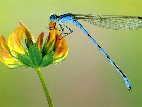 蜻蜓的生活习性有哪些?蜻蜓的特点是什么?