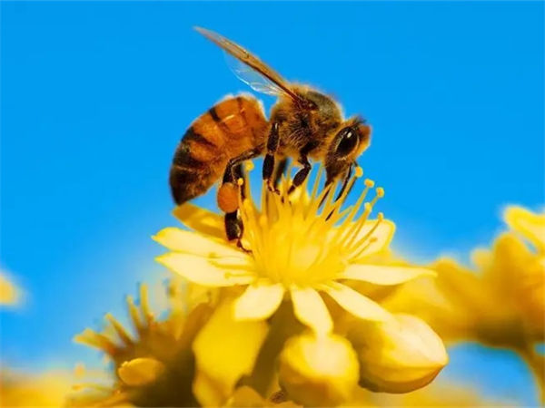 蜜蜂的习性如何?蜜蜂的生活习性怎样?