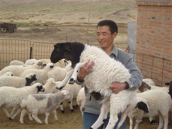 如何养羊?养羊50只一年赚多少钱?