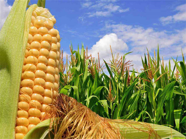 玉米煮多久会熟?玉米靠什么传播种子?