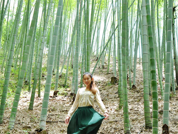 竹子的品质和精神是什么?