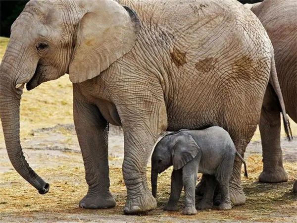 大象怀孕几个月?大象怀孕多久生产?