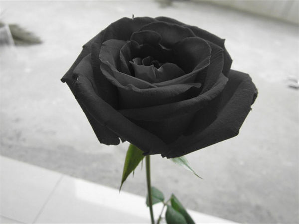 黑色玫瑰花语是什么?黑色玫瑰花语有什么含义?