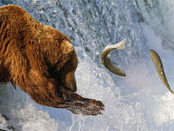 鱼和熊掌不可兼得出自哪里?鱼和熊掌不可兼得是什么意思?