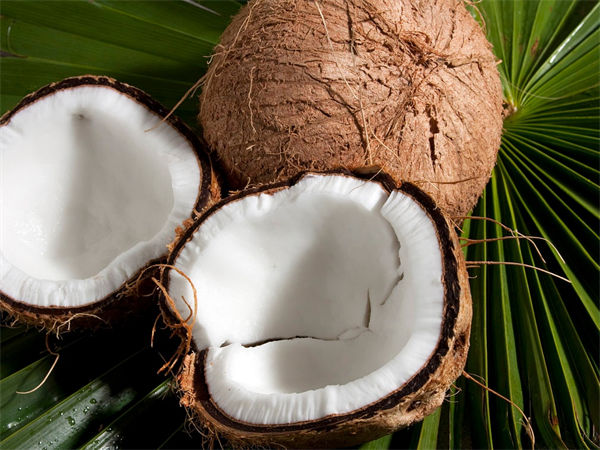 椰子怎么吃?椰子靠什么传播种子的?