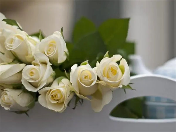 白色玫瑰代表什么?白色玫瑰花语是什么?