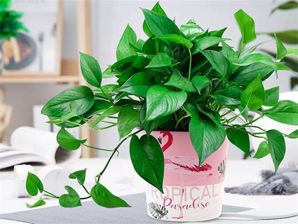 室内适合养的18种植物和净化空气的室内植物！