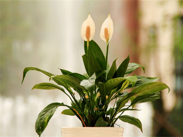 适合室内养的植物和净化室内空气的植物！