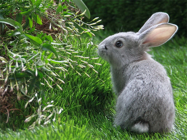 兔子耳朵的作用是什么?兔子的耳朵有什么作用?