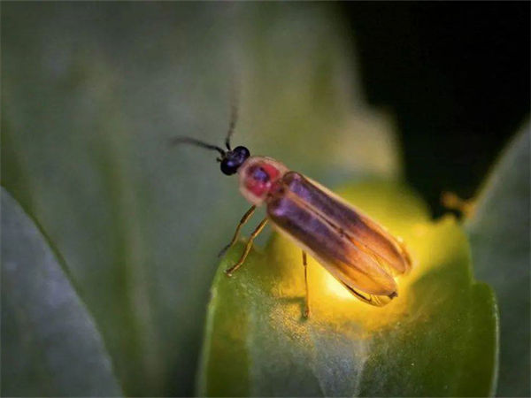 萤火虫吃什么?萤火虫为什么会发光?