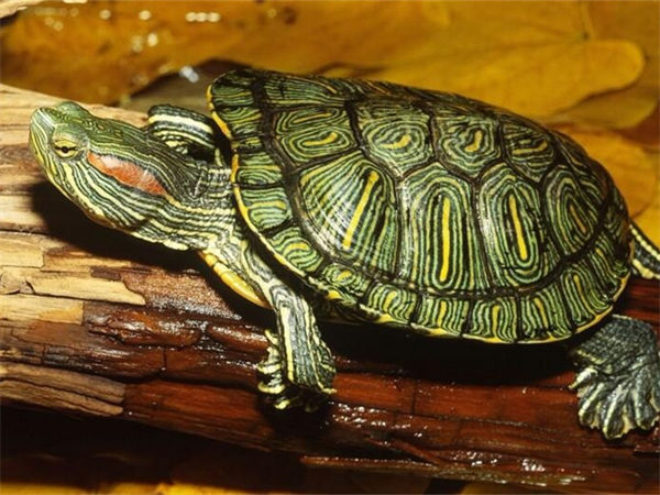 巴西龟能长多大?巴西龟的危害有哪些?