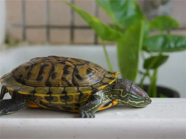 巴西龟能长多大?巴西龟的危害有哪些?