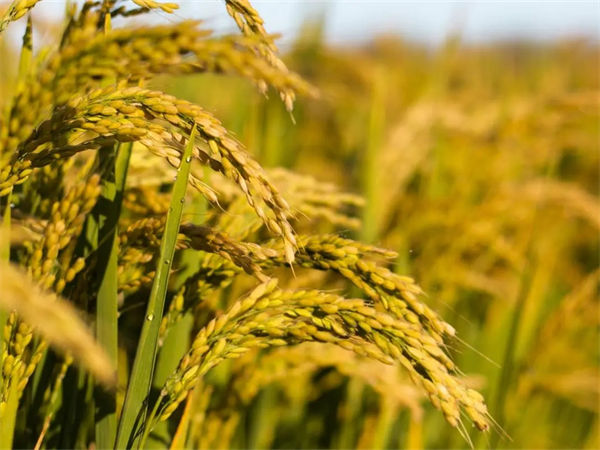 水稻亩产量是多少?水稻亩产量多少公斤?