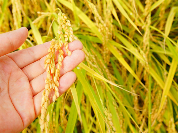 水稻亩产量是多少?水稻亩产量多少公斤?