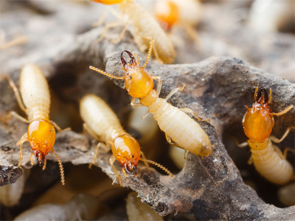 白蚁的危害有哪些?白蚁怎么消灭才干净?