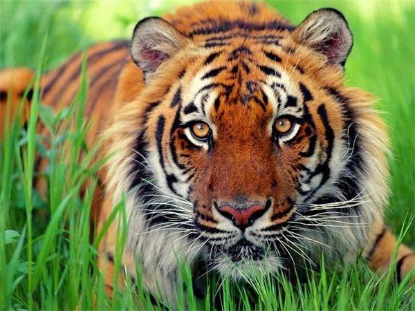 老虎最害怕什么?狮子和老虎谁厉害?