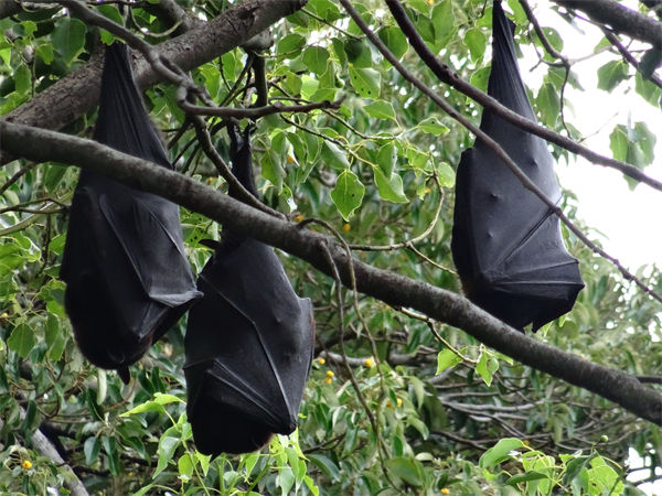 蝙蝠飞到家里是什么预兆?