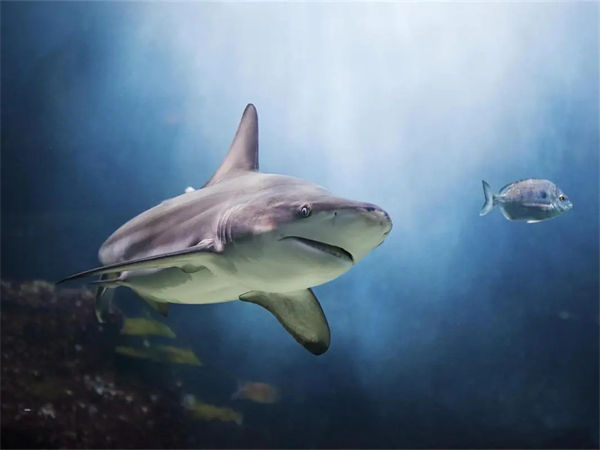 鲨鱼的天敌是什么?世界上最小的鲨鱼是哪种?