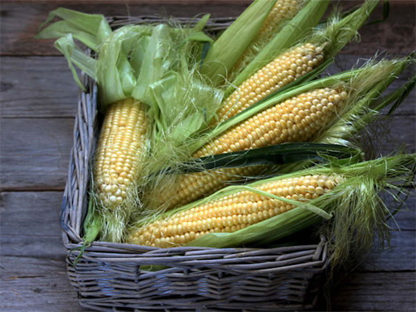 玉米靠什么传播种子?