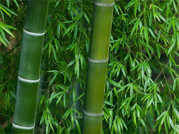 竹子实际上是什么?竹子是草还是树?