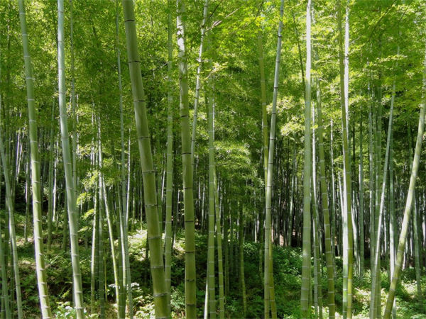 竹子实际上是什么?竹子是草还是树?
