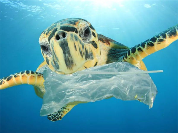 塑料袋是什么垃圾?塑料袋的危害有哪些?